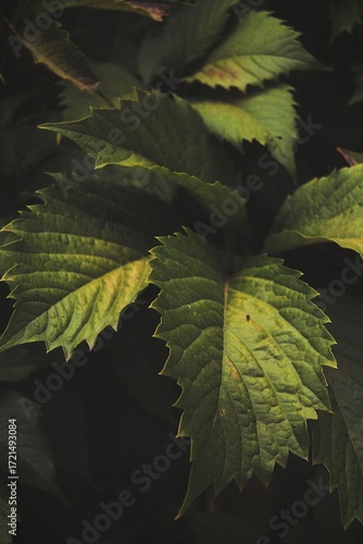 green leaf of a fern