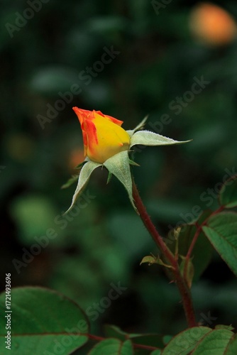 red yellow rose on green background