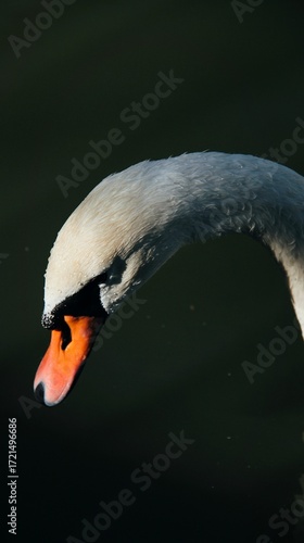 mute swan portrait