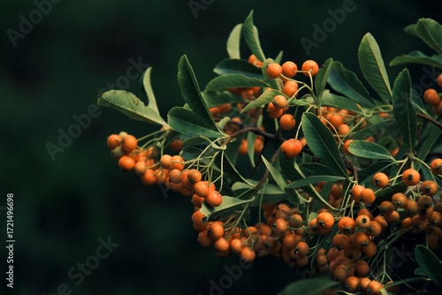 red berries of a rowan