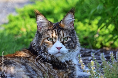 Maine Coon Katze Porträt