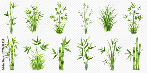 A collection of diverse green bamboo and grass plant illustrations, featuring various styles and growth stages on a transparent background.