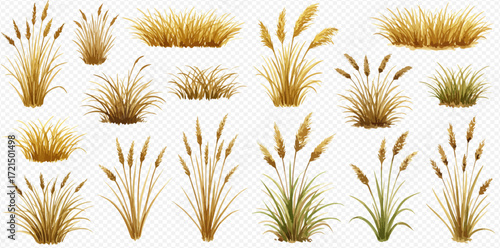 A collection of various dry golden-brown grass and reed clumps with feathery tops on a transparent background.