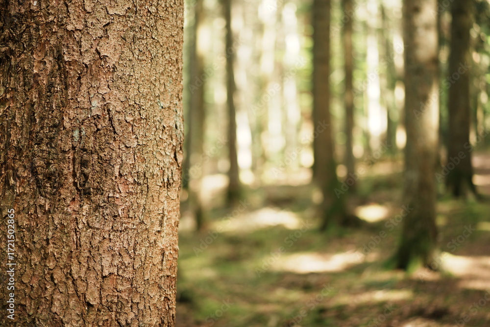 Fototapeta premium Dans les bois autour de Labaroche en Alsace - France - Europe