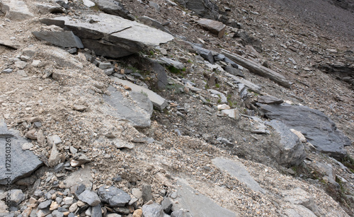 Natural variety found in an Alpine valley. Europe. They were mainly taken in the Gran Paradiso valley, Italy. They were taken during a 7-day hike. From 1800 to 3100 meters altitude. 