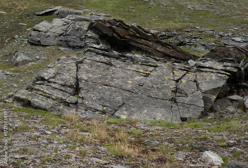Natural variety found in an Alpine valley. Europe. They were mainly taken in the Gran Paradiso valley, Italy. They were taken during a 7-day hike. From 1800 to 3100 meters altitude. 