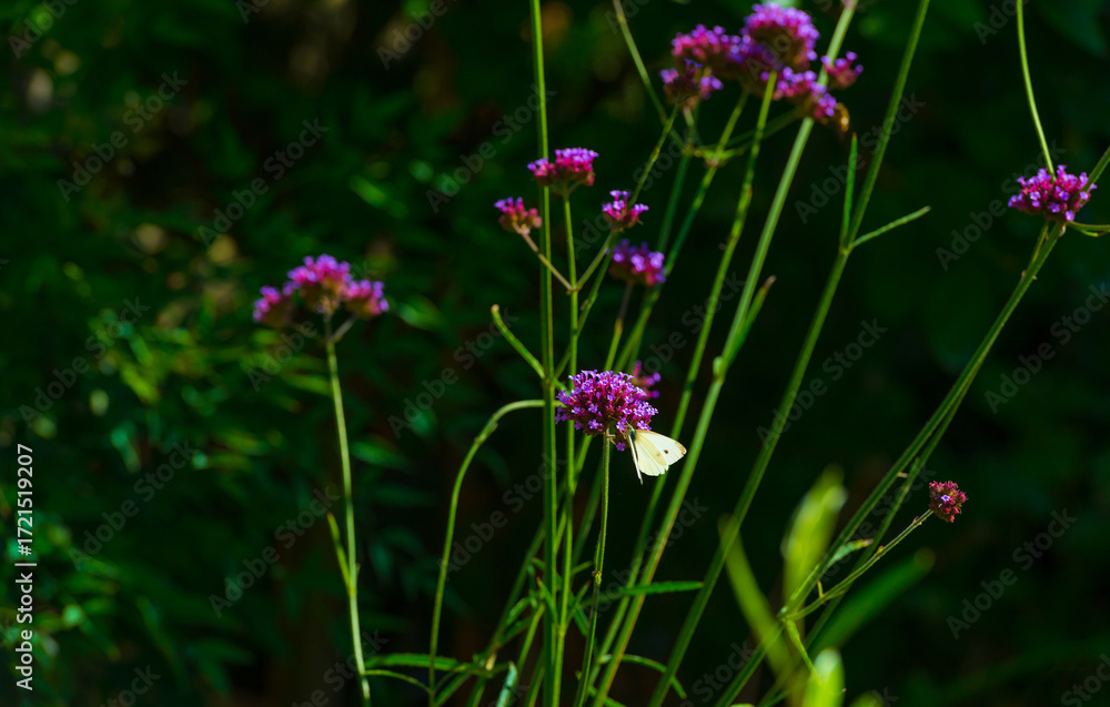 Fototapeta premium Butterfly in a colorful garden in bright sunlight in autumn Almere, Flevoland, The Netherlands, September, 2025