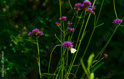 Wallpaper Mural Butterfly in a colorful garden in bright sunlight in autumn Almere, Flevoland, The Netherlands, September, 2025 Torontodigital.ca