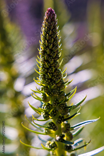 Developing Inflorescence of Tajinaste Rojo (Echium wildpretii) in Tenerife