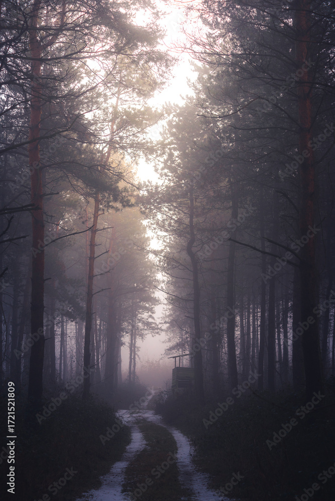 Fototapeta premium Foggy winter landscape with path in the scary forest. Illak forest, Pannonhalma in Hungary. Morning fog in the deep dark Hungarian Forest