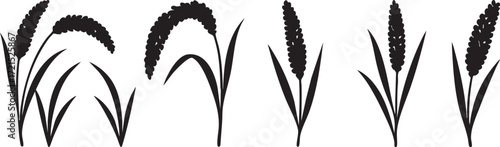 Rice stalks illustration