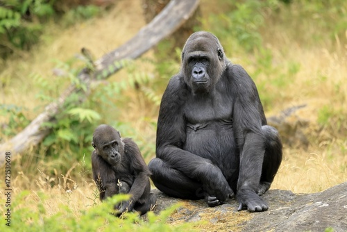 Western gorilla (Gorilla gorilla), adult, female, with young, sitting, on ground