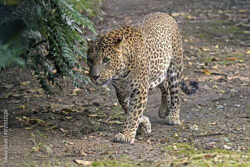 Sri Lanka Leopard (Panthera pardus kotiya), adult, stalking, running, alert, Sri Lanka