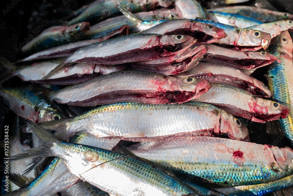 Obraz premium Various freshly caught fish. Fresh fish. Sardines, displayed on a wooden pier. Seafood. Fishing.