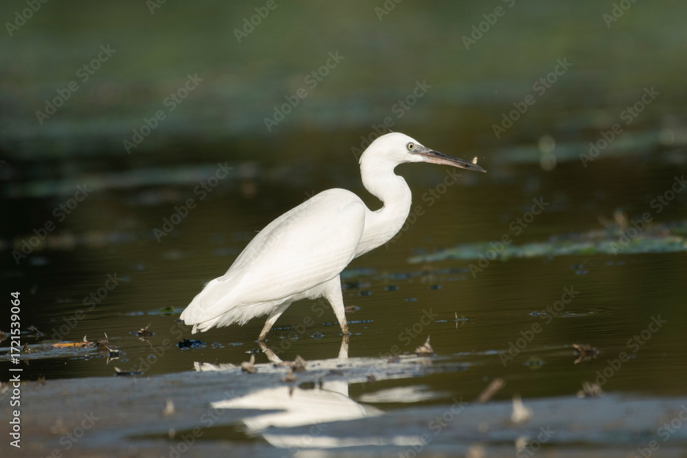 Obraz premium Little white heron in its natural environment