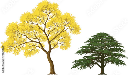 Autumn tree illustration, evergreen tree artwork, seasonal foliage design, botanical drawing, yellow leaves vector, green conifer plant, forest nature art, landscape scene