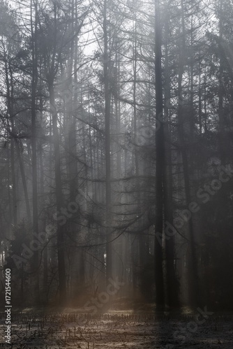 Wallpaper Mural Rays of light in the forest, Emsland, Lower Saxony, Germany Torontodigital.ca