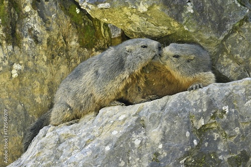 Two alpine marmots (Marmota marmota), sniffing each other, Switzerland