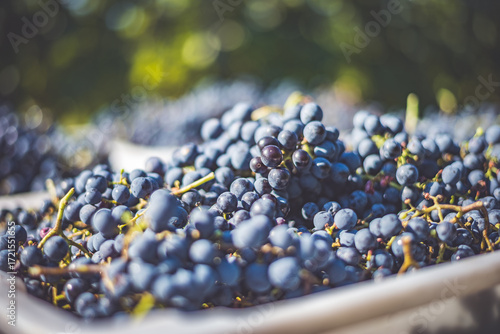 Blue vine grapes. Grapes for making red wine in the harvesting crate. Detailed view of a grape vines in a vineyard in autumn, Hungary.