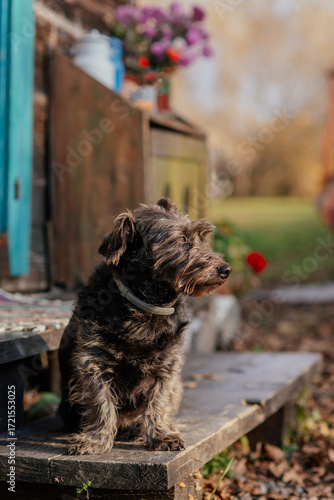 Cute black dog enjoying the autumn sun on a porch in a rural scene. 