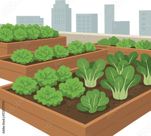 Fresh lettuce and bok choy grow in urban rooftop garden beds