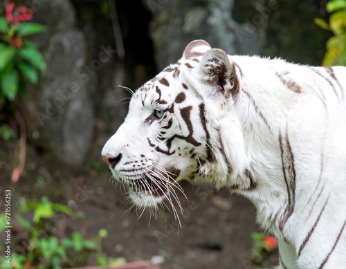 White tiger profile