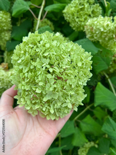 Hydrangea arborescens - Annabelle, in fresh green bloom. Spherical flower clusters against lush foliage. Popular ornamental shrub, ideal for gardens, landscaping, and seasonal decoration photography.