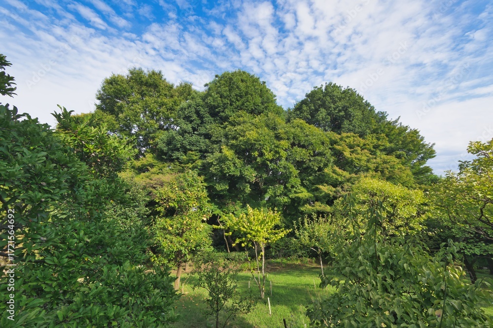 Fototapeta premium 秋のイワシ雲