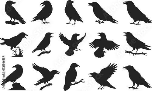 Crow raven silhouette set, flying and perching birds, black bird poses, wildlife vector illustration, ornithology reference, spooky animal concept