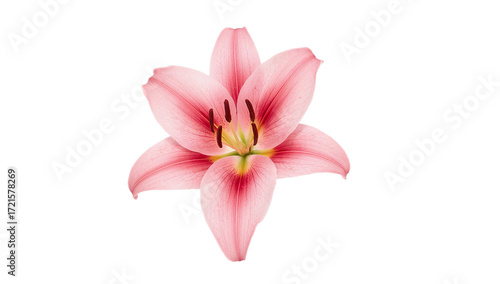 An elegant single pink lily flower with open petals and visible pollen, captured in a realistic style against a clean white background