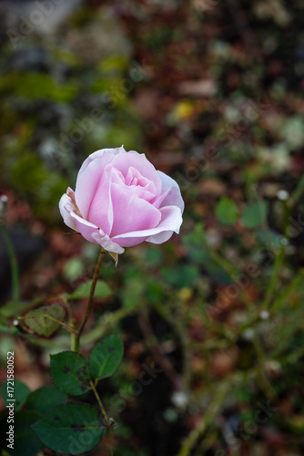 Wallpaper Mural Delicate light pink rose blooming in garden Torontodigital.ca