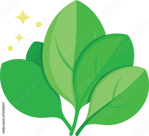 Fresh green spinach leaves vector illustration healthy food ingredient scalable eps