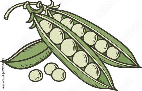 Fresh fava beans illustration scalable vector eps graphic food produce healthy eating