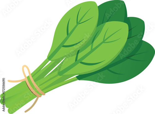 Fresh spinach bundle vector illustration scalable eps healthy green vegetable icon
