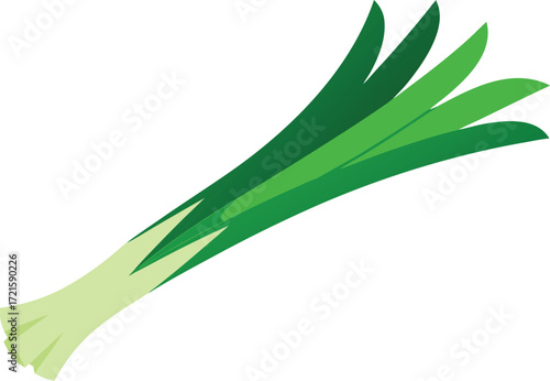 Scalable vector illustration of fresh leeks with long green stalks for culinary use