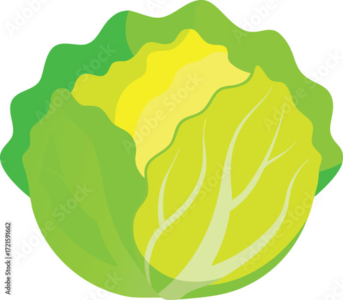 Napa cabbage vector illustration fresh green vegetable scalable graphic for healthy food design