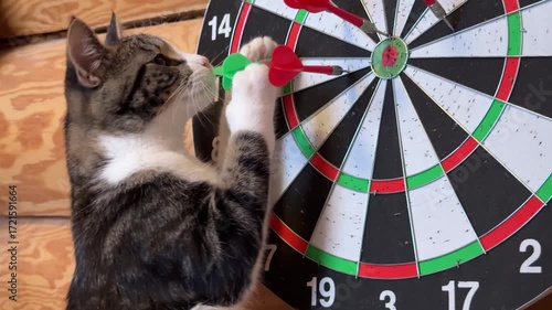 cross-eyed tabby kitten next to darts game