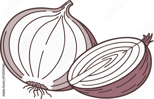 Scalable vector illustration of a whole and halved onion showing rings