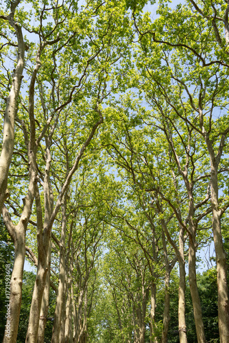 Arbres dans l'allée du Château de Chenonceau dans le Val de Loire - France - Europe