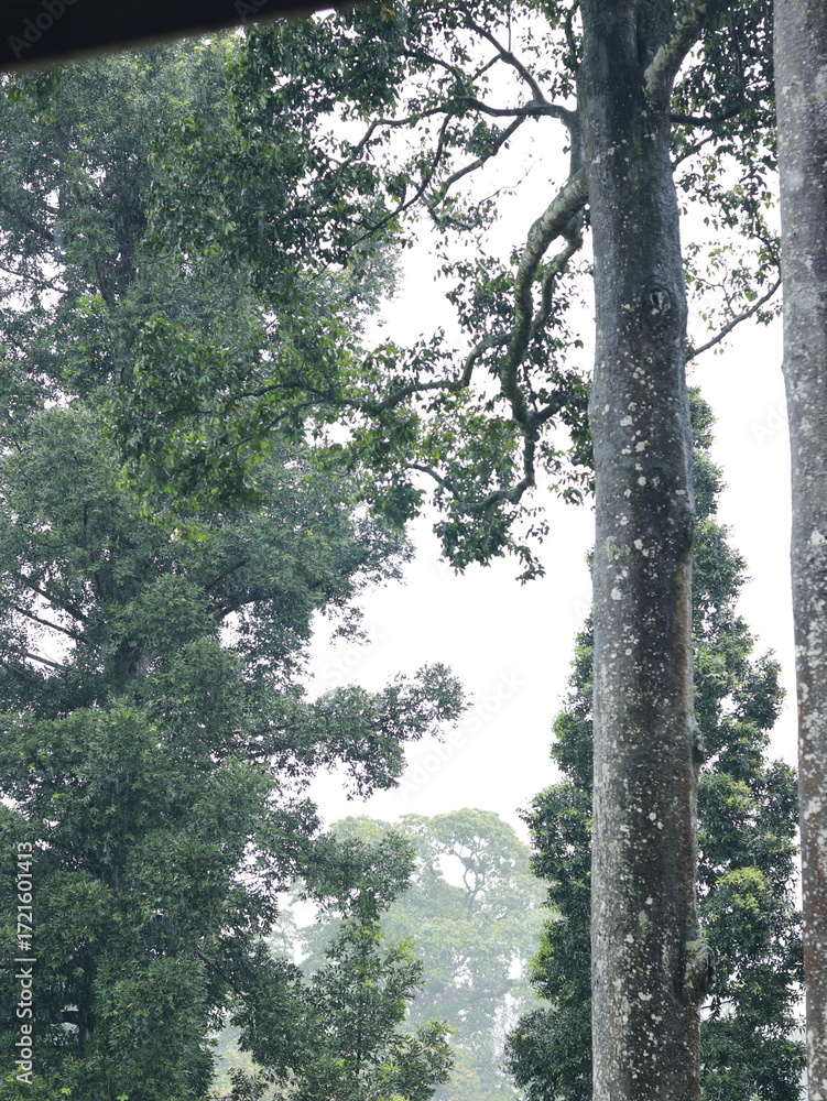 Fototapeta premium A fresh and beautiful green trees after the rain. Large tree trunks. Forest in the middle of the city after the rain. Bogor Botanical Gardens, Indonesia.