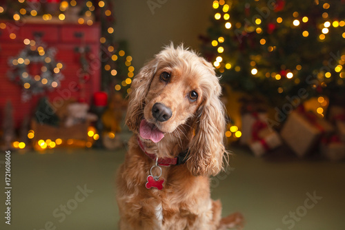 Cute cocker spaniel in a Christmas decor setup smiling. 