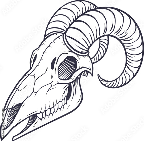 Detailed ram skull with horns vector illustration,  animal bone drawing, vintage occult tattoo style graphic design, isolated dark art skeleton head outline.