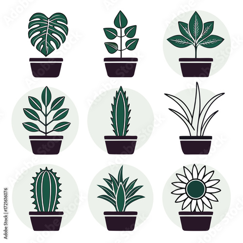 Assortment of potted houseplants in stylized circles