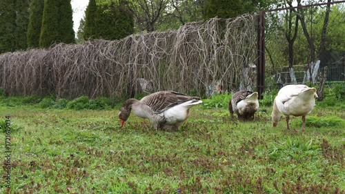 Three geese, one white and two grey brown, peacefully graze on a vibrant green lawn. A rustic brown woven fence forms a backdrop, with lush green trees and shrubs visible beyond it. 