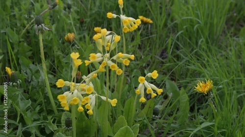 Close up view of vibrant yellow cowslip flowers blooming in a lush green meadow shaking in the wind. The flowers are densely clustered, showcasing their delicate, bell shaped blossoms. 