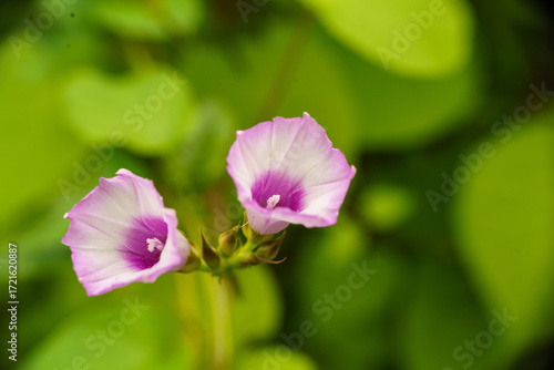紫のホシアサガオの花が咲いています