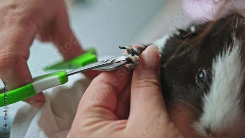 Caucasian Female Veterninarian Taking Care of Guinea Pig Pet Trimming Claws Nails using Clippers