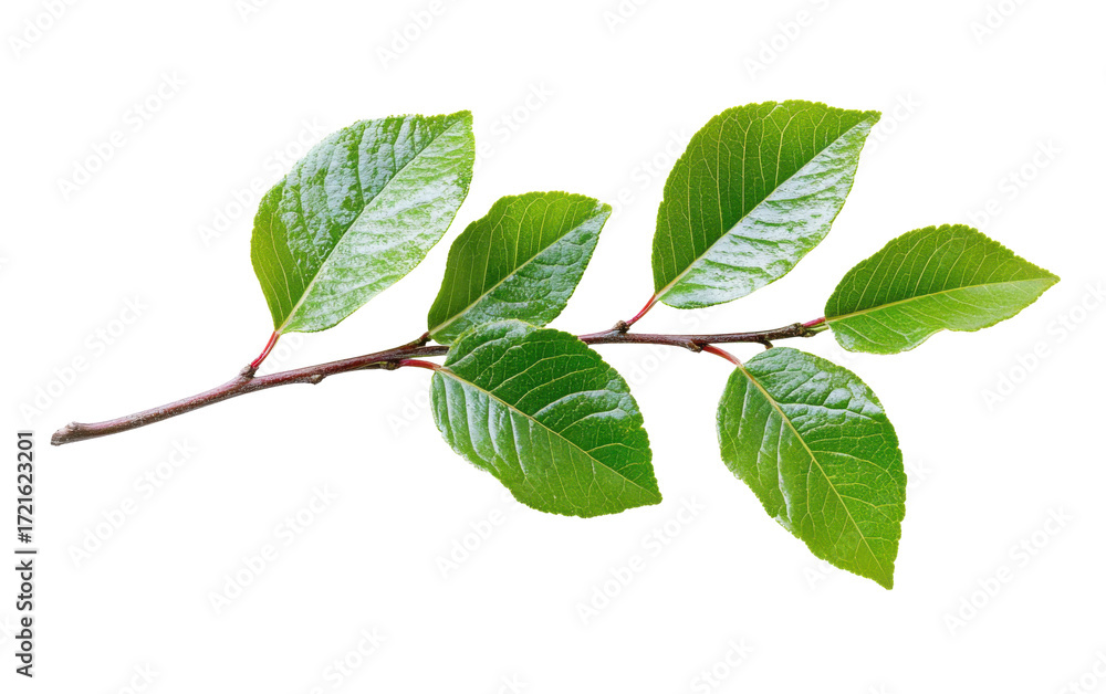 Fototapeta premium Fresh green branch of Salal on white background.png