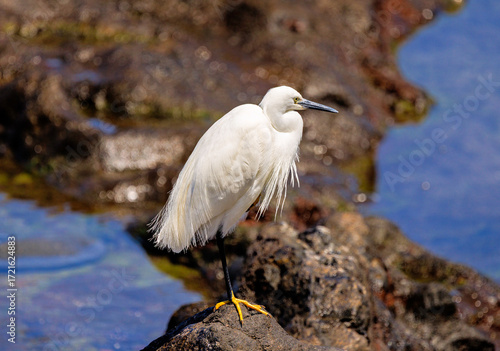 Little Egret on Volcanic Rocks in Tenerife