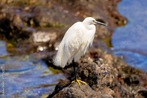 Little Egret on Volcanic Rocks, Tenerife